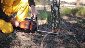 Reliable Home Gardens, CA Tree Removal Solutions