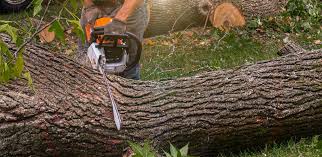 How Our Tree Care Process Works  in  Home Gardens, CA