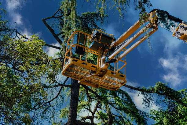 Best Tree Cabling and Bracing  in Home Gardens, CA